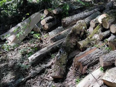 Εντοπίσθηκε να υλοτομεί ξυλεία από δημόσια δασική έκταση ορεινής περιοχής της Καστοριάς, στερούμενος σχετικής αδείας