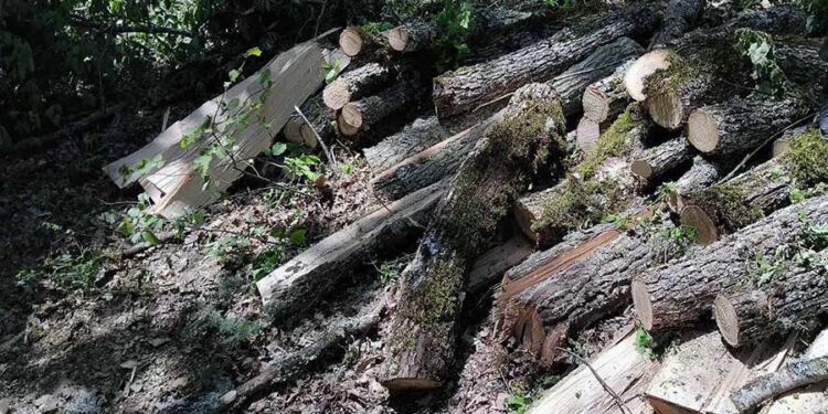 Εντοπίσθηκε να υλοτομεί ξυλεία από δημόσια δασική έκταση ορεινής περιοχής της Καστοριάς, στερούμενος σχετικής αδείας