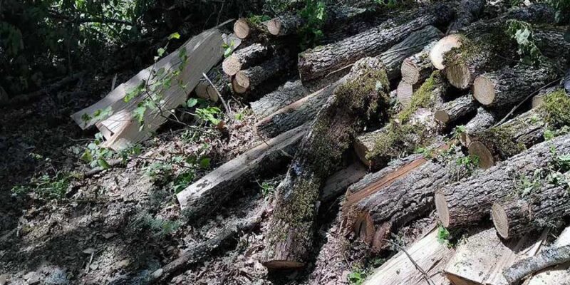 Εντοπίσθηκε να υλοτομεί ξυλεία από δημόσια δασική έκταση ορεινής περιοχής της Καστοριάς, στερούμενος σχετικής αδείας 1 Εντοπίσθηκε να υλοτομεί ξυλεία από δημόσια δασική έκταση ορεινής περιοχής της Καστοριάς, στερούμενος σχετικής αδείας