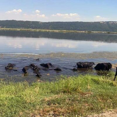 Βουβάλια στη Λίμνη Χειμαδίτιδα στο Πλαίσιο του Προγράμματος NATMED