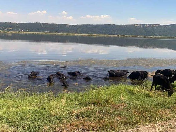 Βουβάλια στη Λίμνη Χειμαδίτιδα στο Πλαίσιο του Προγράμματος NATMED