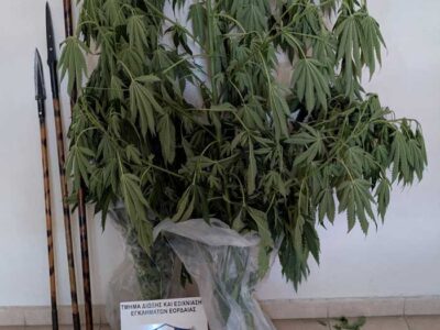 Συνελήφθη 62χρονος, στη Πτολεμαΐδα για καλλιέργεια δενδρυλλίων κάνναβης, κατοχή ναρκωτικών ουσιών και για παράβαση της νομοθεσίας περί όπλων