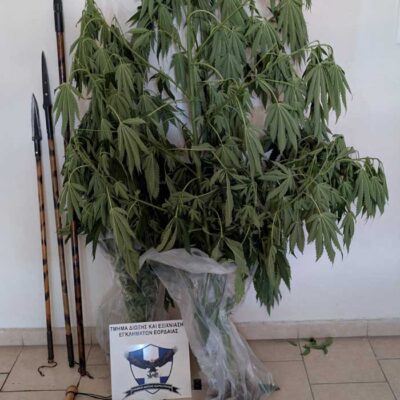 Συνελήφθη 62χρονος, στη Πτολεμαΐδα για καλλιέργεια δενδρυλλίων κάνναβης, κατοχή ναρκωτικών ουσιών και για παράβαση της νομοθεσίας περί όπλων