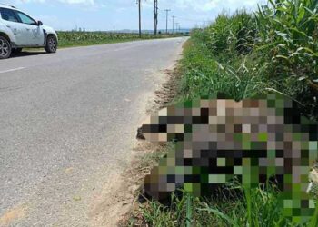 Τροχαίο με θύμα αρκούδα στο 5ο χλμ. Αμυνταίου – Καστοριάς