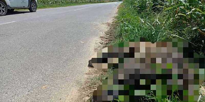 Τροχαίο με θύμα αρκούδα στο 5ο χλμ. Αμυνταίου – Καστοριάς