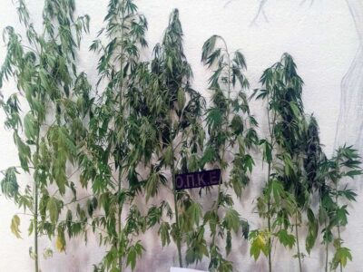 Σύλληψη 62χρονου ημεδαπού για καλλιέργεια 8 δενδρυλλίων κάνναβης, σε περιοχή της Φλώρινας