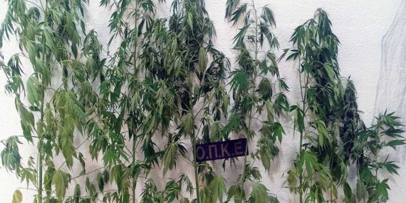 Σύλληψη 62χρονου ημεδαπού για καλλιέργεια 8 δενδρυλλίων κάνναβης, σε περιοχή της Φλώρινας