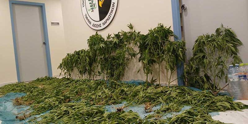 Εντοπίστηκε φυτεία κάνναβης αποτελούμενη από 183 δενδρύλλια στην Καστοριά
