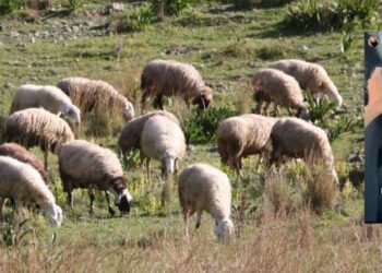 ΟΠΕΚΕΠΕ: Σε «γαλάζια» συντονίστρια απο την Κοζάνη το 1,4 εκατ. ευρώ - Κυκλοφορούσε και με Ferrari