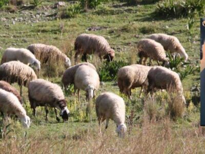 ΟΠΕΚΕΠΕ: Σε «γαλάζια» συντονίστρια απο την Κοζάνη το 1,4 εκατ. ευρώ - Κυκλοφορούσε και με Ferrari
