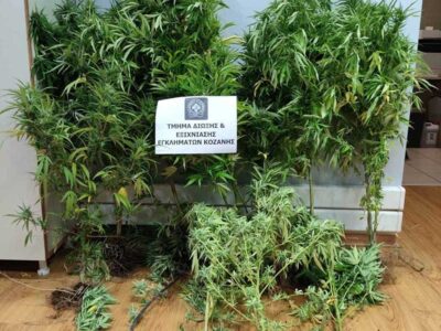 Κατασχέθηκαν 14 δενδρύλλια κάνναβης στην Κοζάνη, ηλεκτρονική ζυγαριά ακριβείας και σπόροι κάνναβης