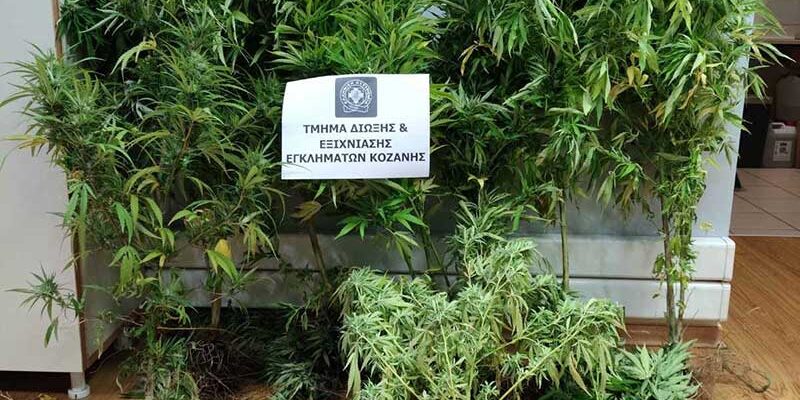Κατασχέθηκαν 14 δενδρύλλια κάνναβης στην Κοζάνη, ηλεκτρονική ζυγαριά ακριβείας και σπόροι κάνναβης