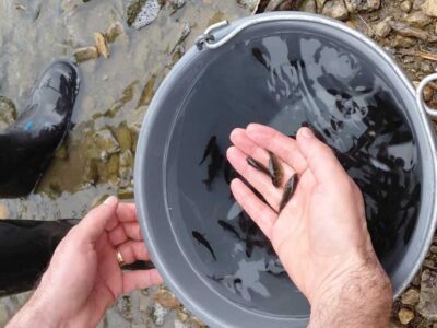 Εμπλουτισμός Λιμνών Ζάζαρης και Χειμαδίτιδας ΠΕ Φλώρινας με γόνο κυπρίνου