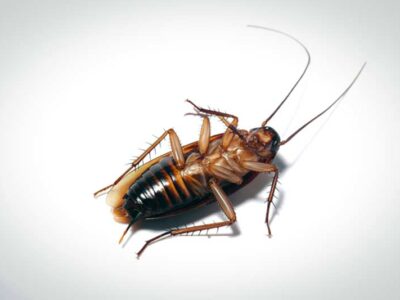 Λύσεις για κατσαρίδες: Η πρόληψη είναι το πιο ισχυρό όπλο