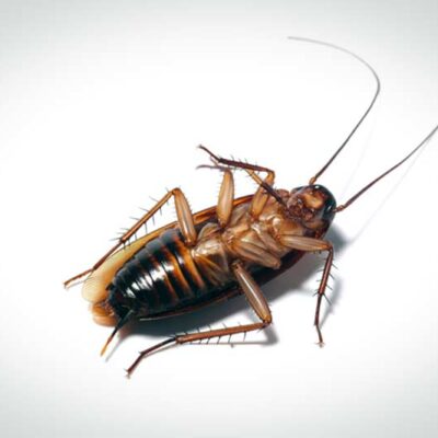 Λύσεις για κατσαρίδες: Η πρόληψη είναι το πιο ισχυρό όπλο