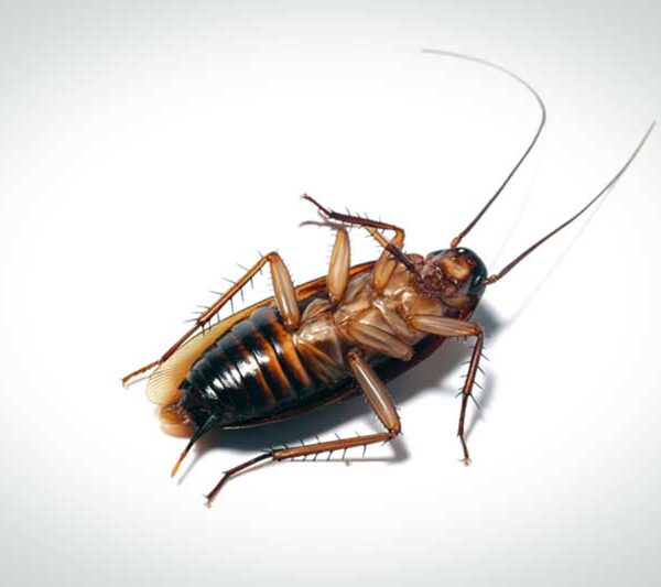 Λύσεις για κατσαρίδες: Η πρόληψη είναι το πιο ισχυρό όπλο