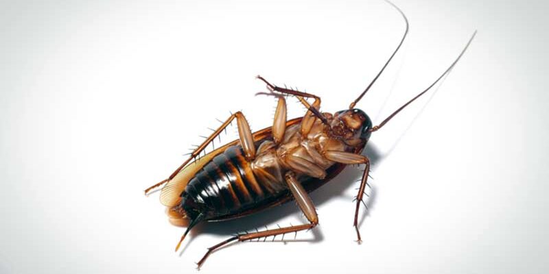 Λύσεις για κατσαρίδες: Η πρόληψη είναι το πιο ισχυρό όπλο