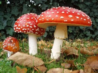 ΜΑΝΙΤΑΡΙ...ΕΝΑΣ - ΜΥΘΟΣ - ΑΠΟΛΥΤΑ ΑΠΤΟΣ