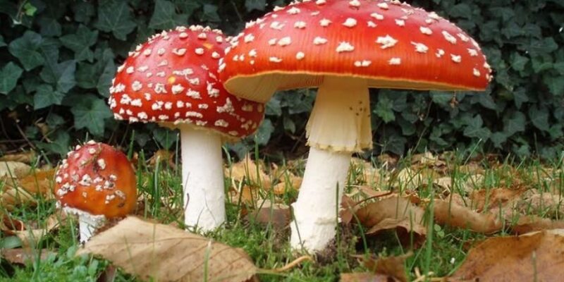 ΜΑΝΙΤΑΡΙ...ΕΝΑΣ - ΜΥΘΟΣ - ΑΠΟΛΥΤΑ ΑΠΤΟΣ