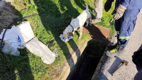 Συνδρομή του Δήμου Φλώρινας σε επιχείρηση απεγκλωβισμού σκύλου από φρεάτιο στην κοινότητα Πολυποτάμου
