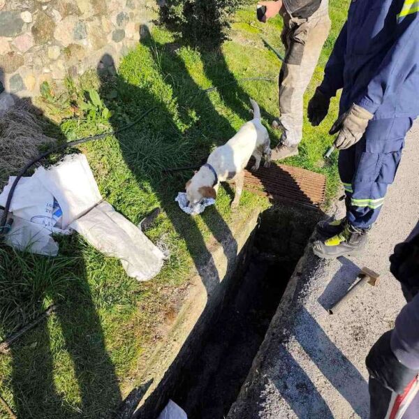 Συνδρομή του Δήμου Φλώρινας σε επιχείρηση απεγκλωβισμού σκύλου από φρεάτιο στην κοινότητα Πολυποτάμου