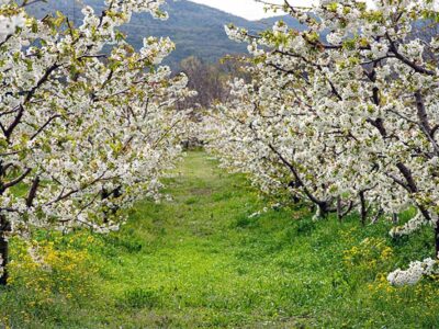 Οι Κερασιές θα ανθίσουν και φέτος - Στην Έδεσσα, την Βεγορίτιδα & την Ορεινή Πέλλα