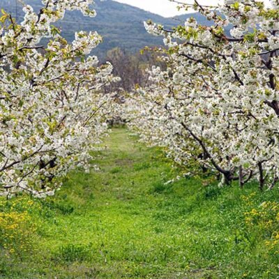 Οι Κερασιές θα ανθίσουν και φέτος - Στην Έδεσσα, την Βεγορίτιδα & την Ορεινή Πέλλα