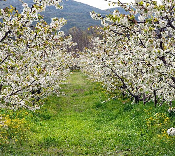 Οι Κερασιές θα ανθίσουν και φέτος - Στην Έδεσσα, την Βεγορίτιδα & την Ορεινή Πέλλα