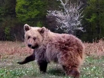 Αρκτούρος: Νεκρή από δηλητηρίαση η Κίρκη, η μικρή αρκούδα 2 Αρκτούρος: Νεκρή από δηλητηρίαση η Κίρκη, η μικρή αρκούδα